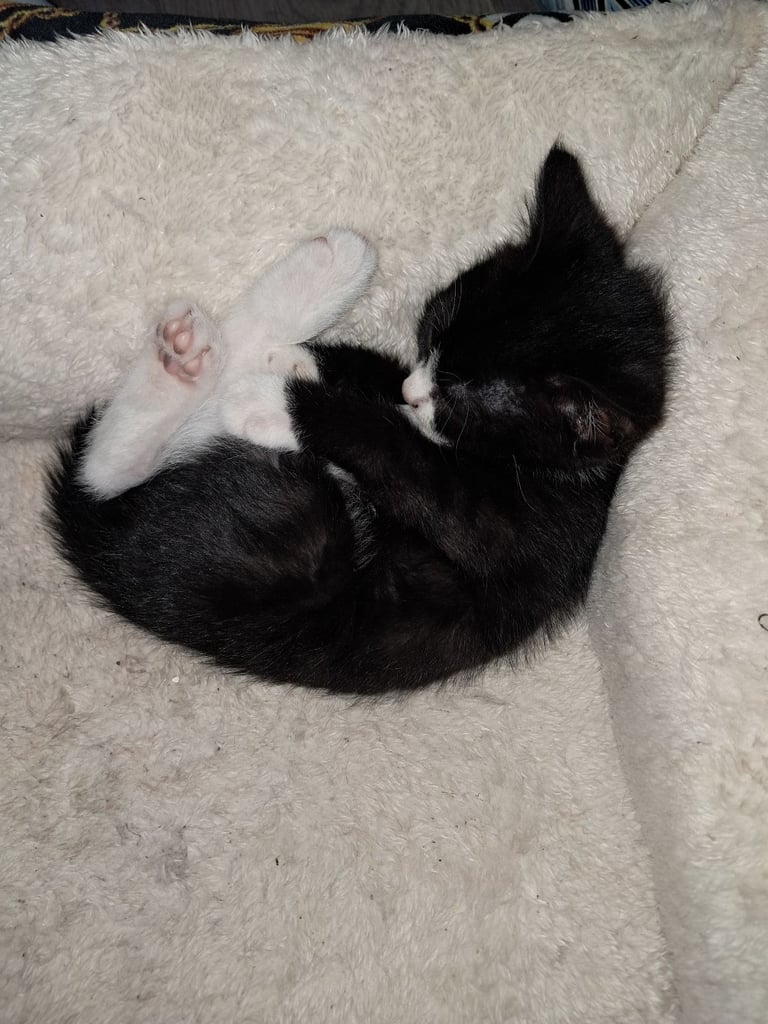 2 gorgeous kittens looking for forever home 