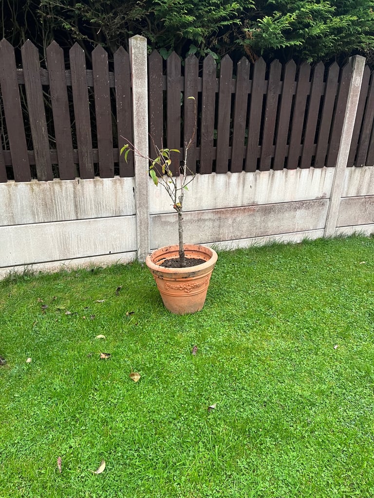 Peach tree