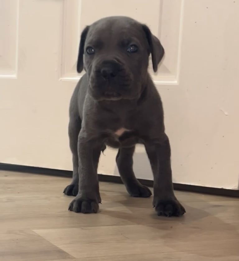 Cane corso pups