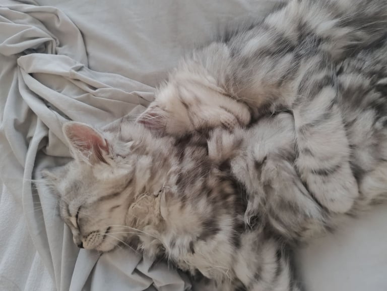 Rare chinchilla Persian Two Kittens And 18 Months Old Maine Coon Female Cat