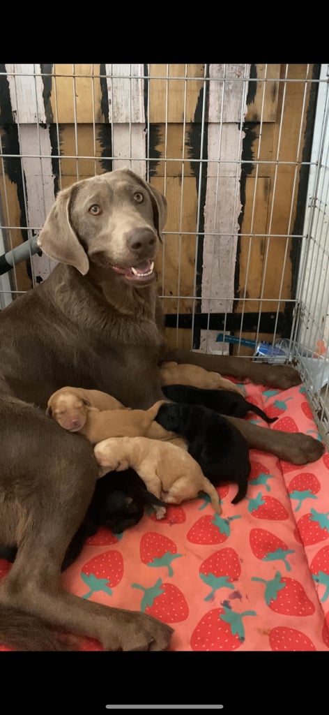 READY NOW Kc reg Labrador puppies both jabs microchip flea worm insured 