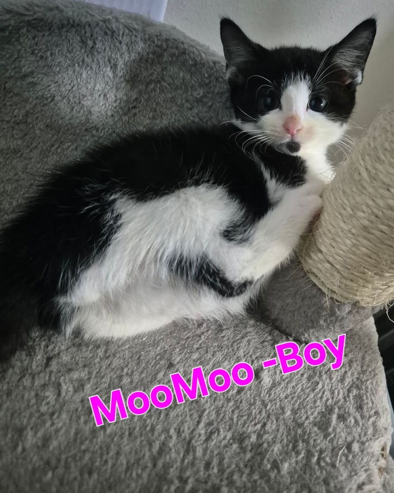 Beautiful Kittens Ready for Forever Home 