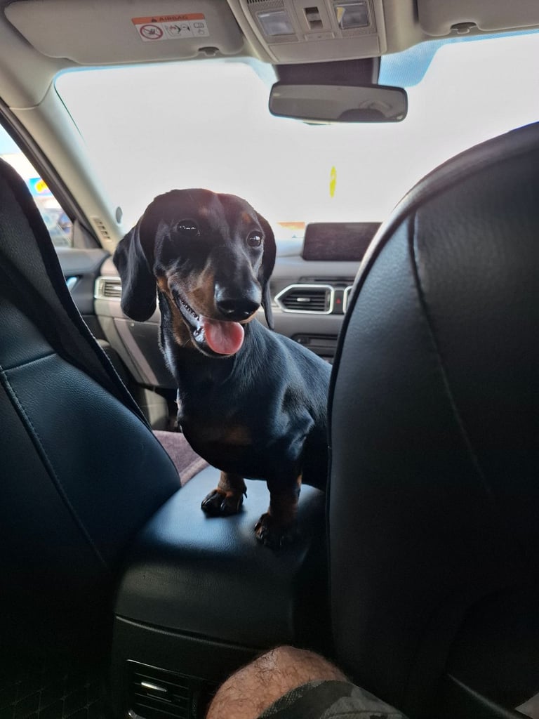 image for Miniature dachshund 