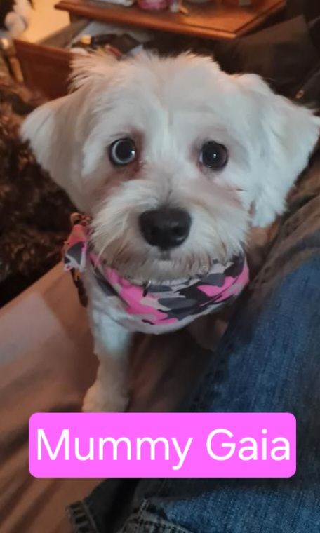 Adorable Maltese  Puppies 