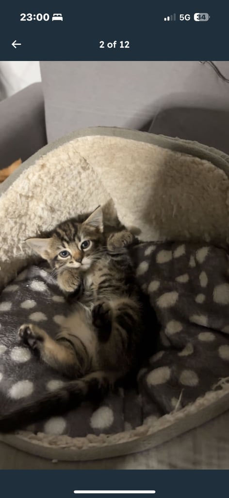 Tabby Kitten