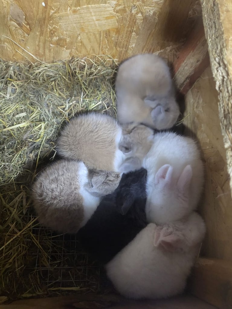 HAND REARED BABY RABBITS!!!