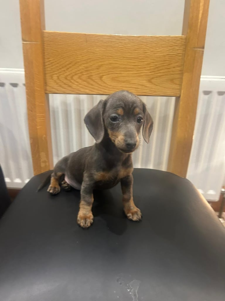 Dachshunds girl pup