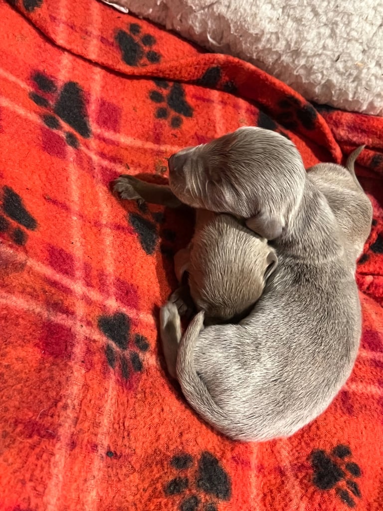 Dachshund miniature puppies 