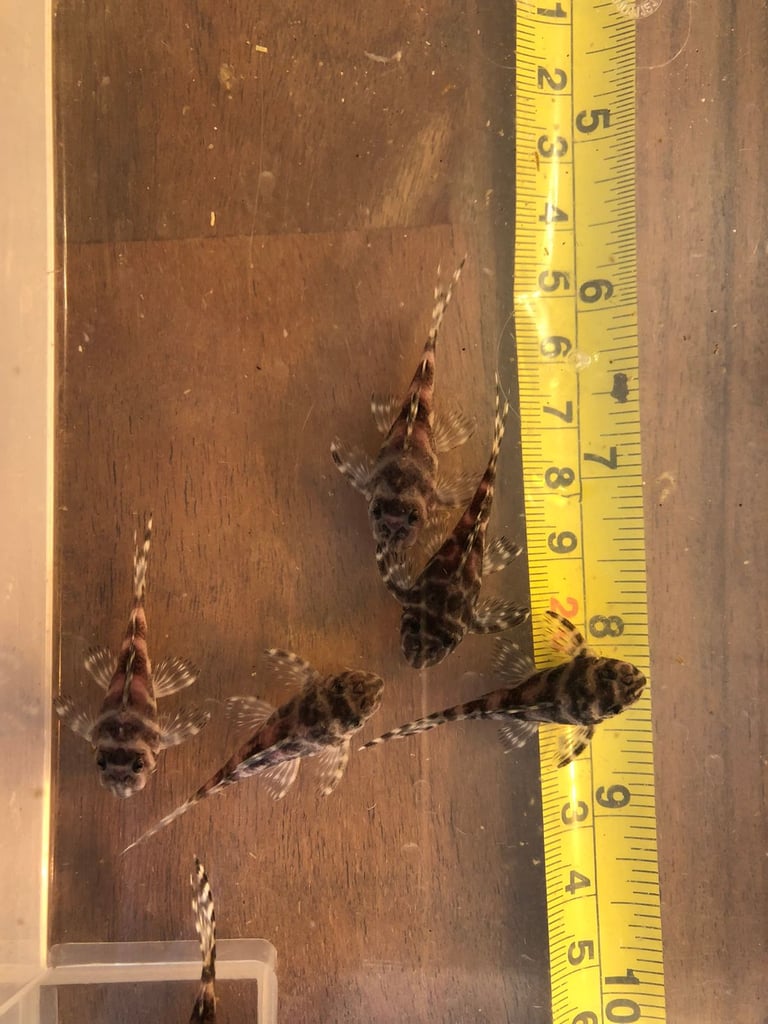 image for L-number plecos Hypancistrus L333