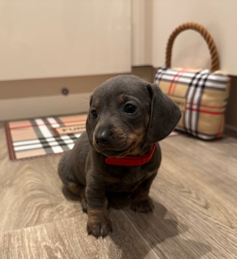 Miniature dachshund puppies
