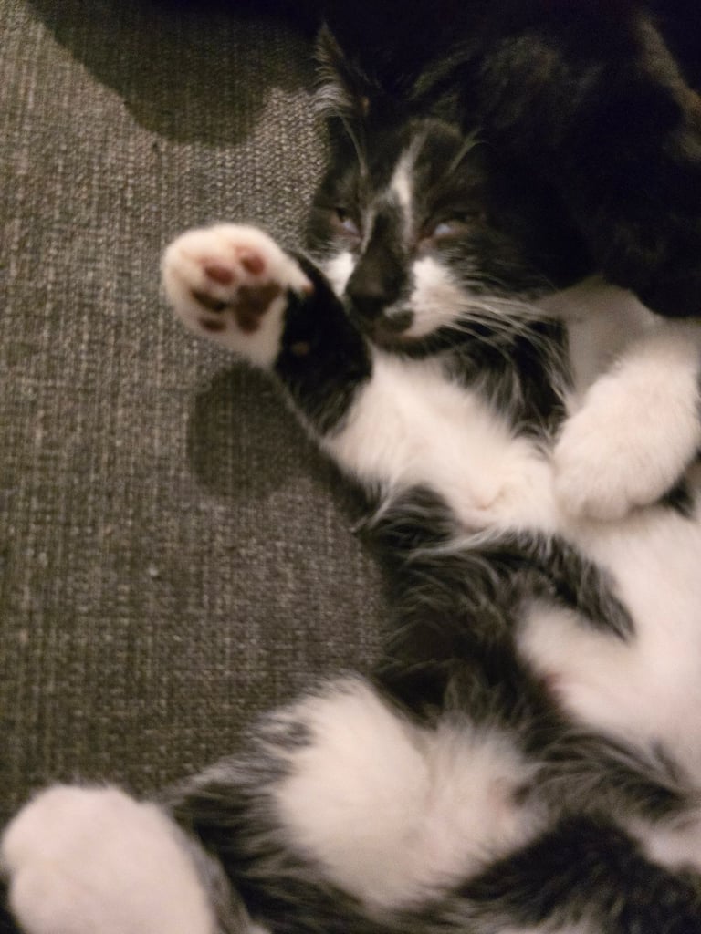 image for 2 black and white boy kittens