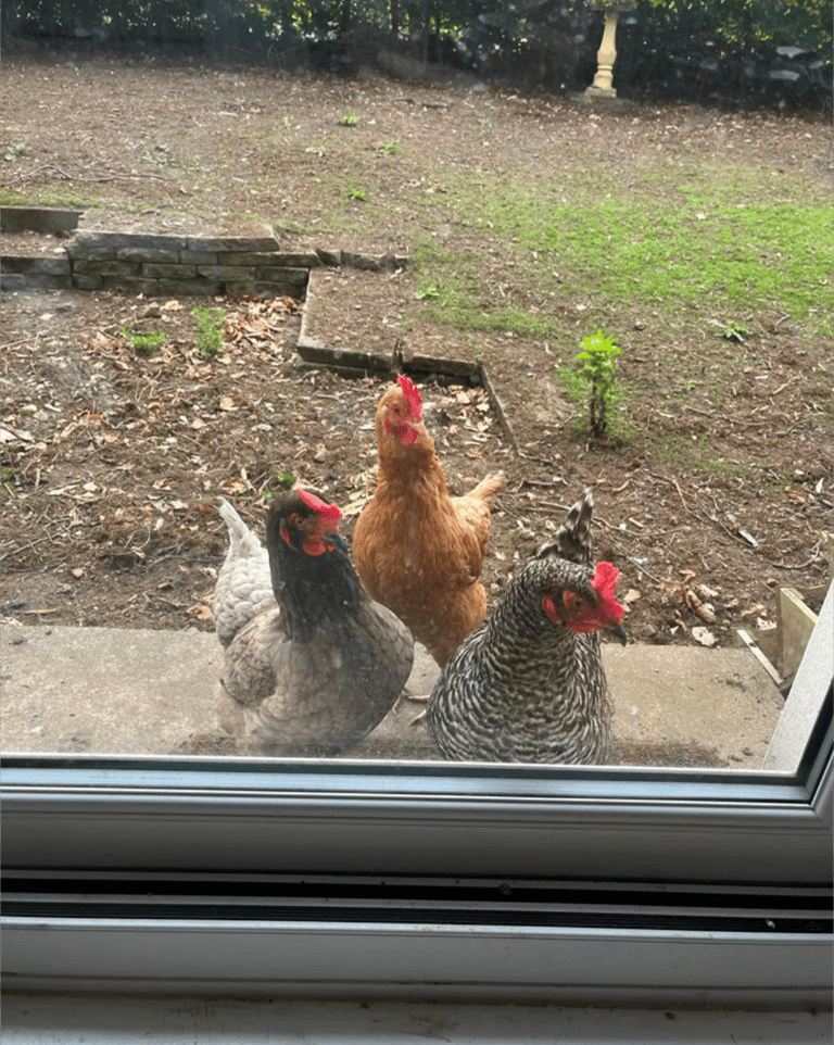 image for Three chickens needing new home