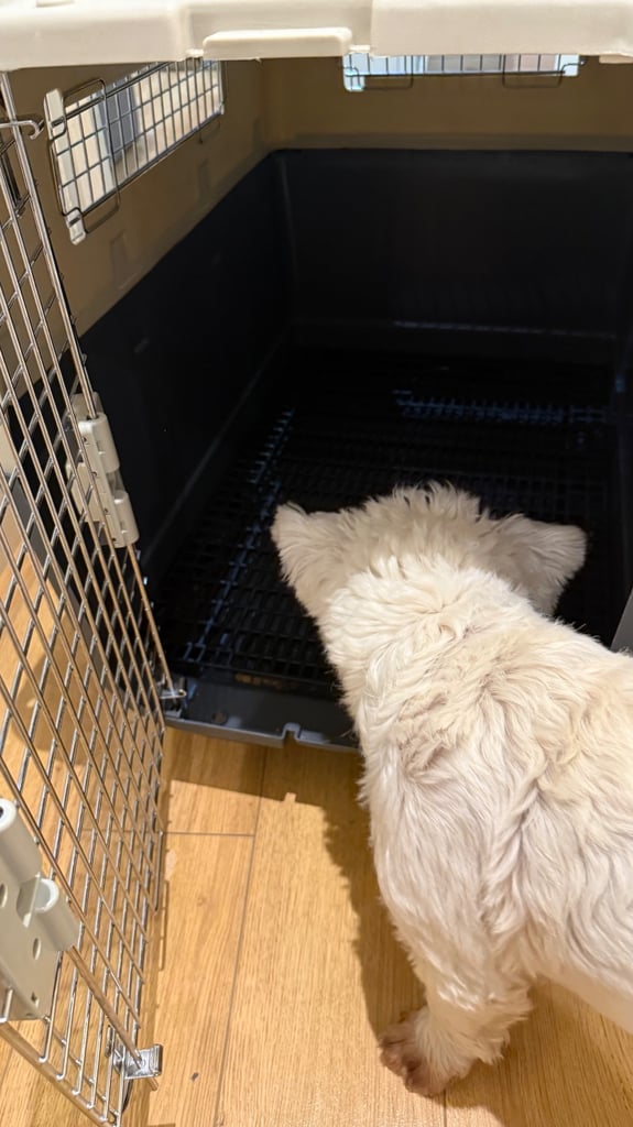 Pet Carrier/Cage for airlines
