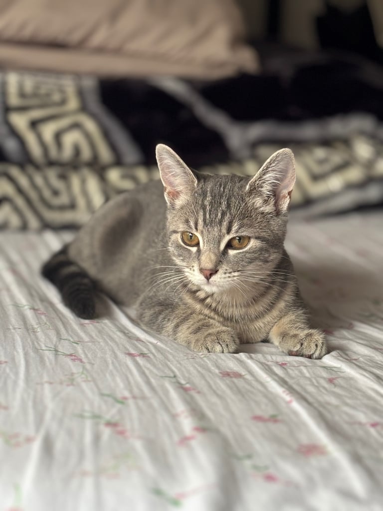 Urgent Grey kitten rehoming 