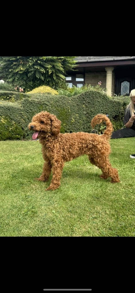 5-month-old male Toy Poodle