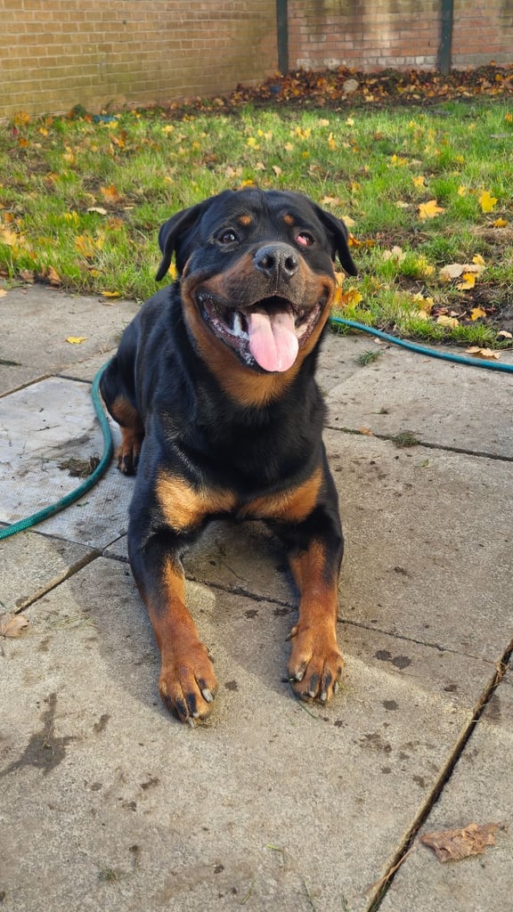 12 month rottweiler.