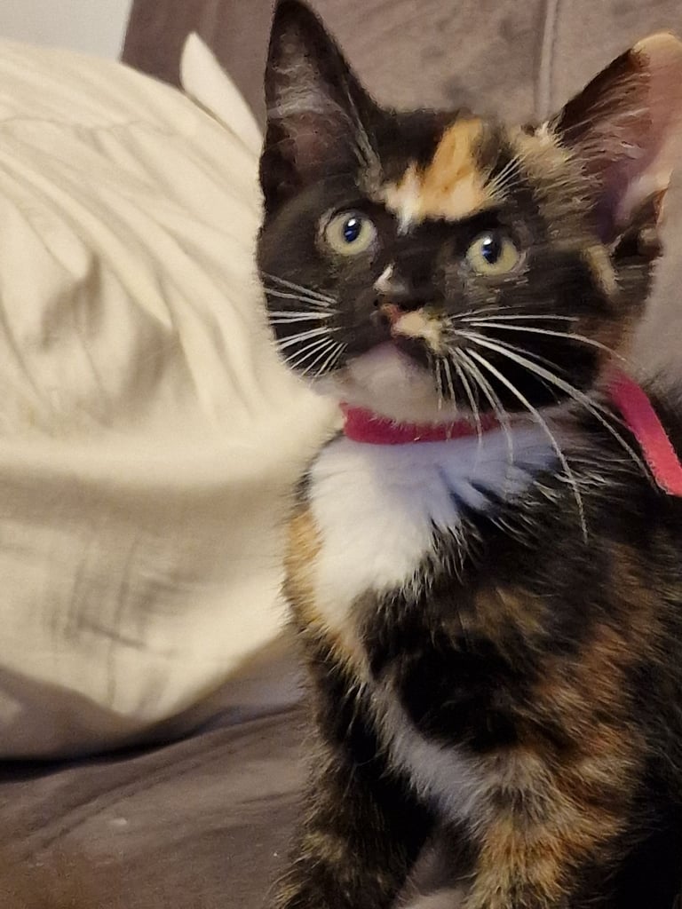 7  beautiful female kittens ready for forever home now 