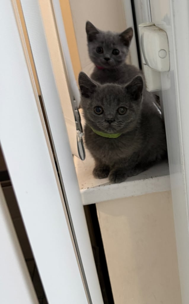 Cute & Playful Kittens Looking for a Loving Family 🏡🐾