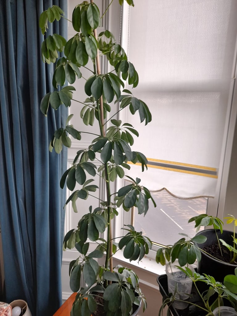 Umbrella Tree Schefflera House Plant 6 Foot/1.8metres Tall