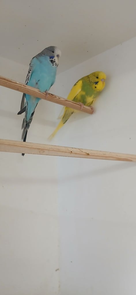 Baby Budgies and 7 mouth old Budgies