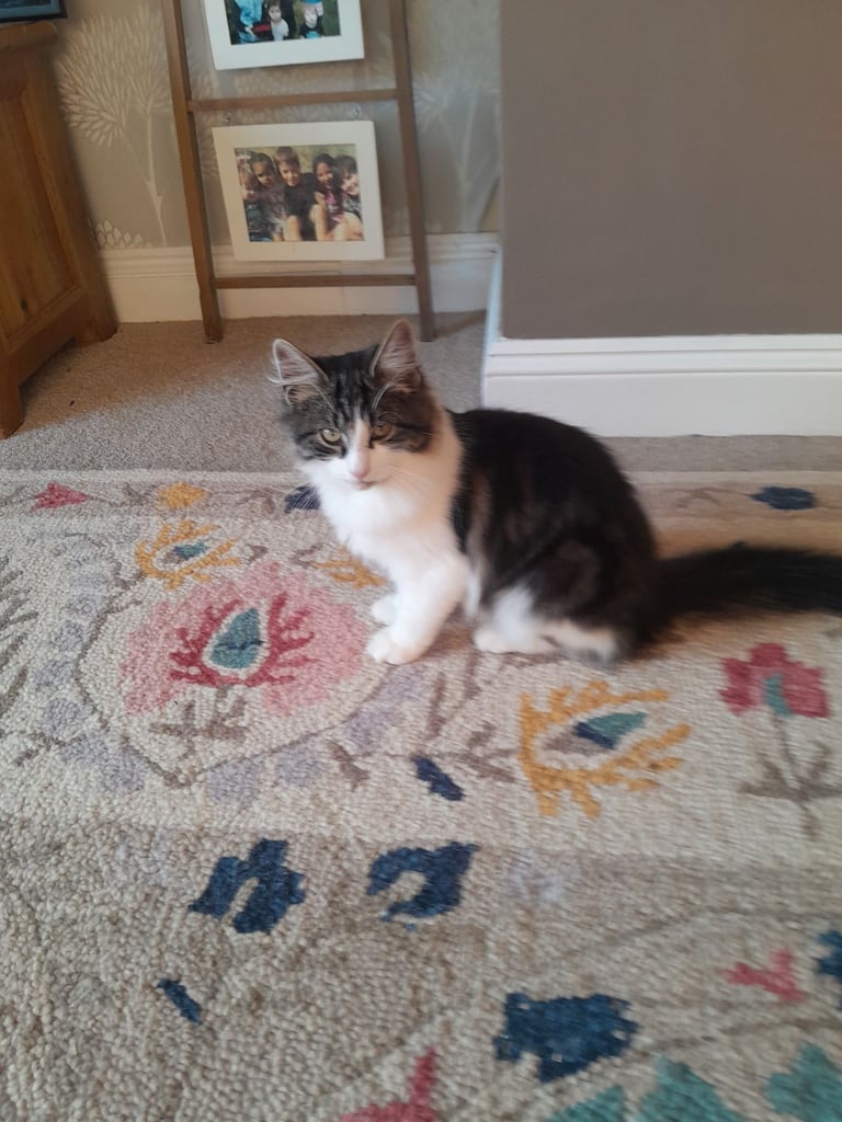 Beautiful 9 month male cat 