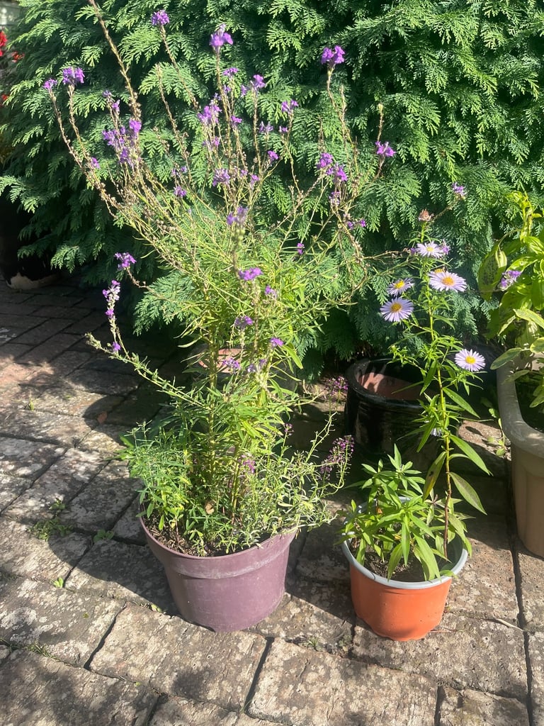 image for Michaelmas Daisy and Purple Toadflax plants £8 for both. Fulham