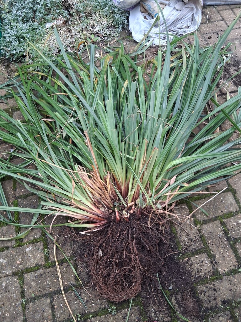 image for FREE drooping sedge plant