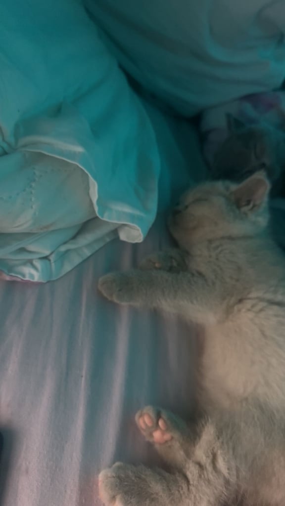 Pedigree British shorthair  