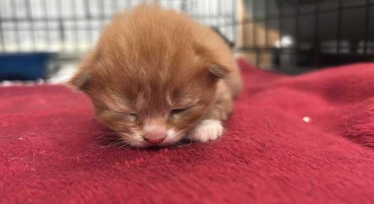 image for Kitten