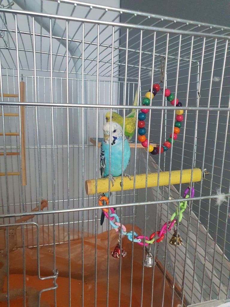 Bird cage / Toys / all what you need 