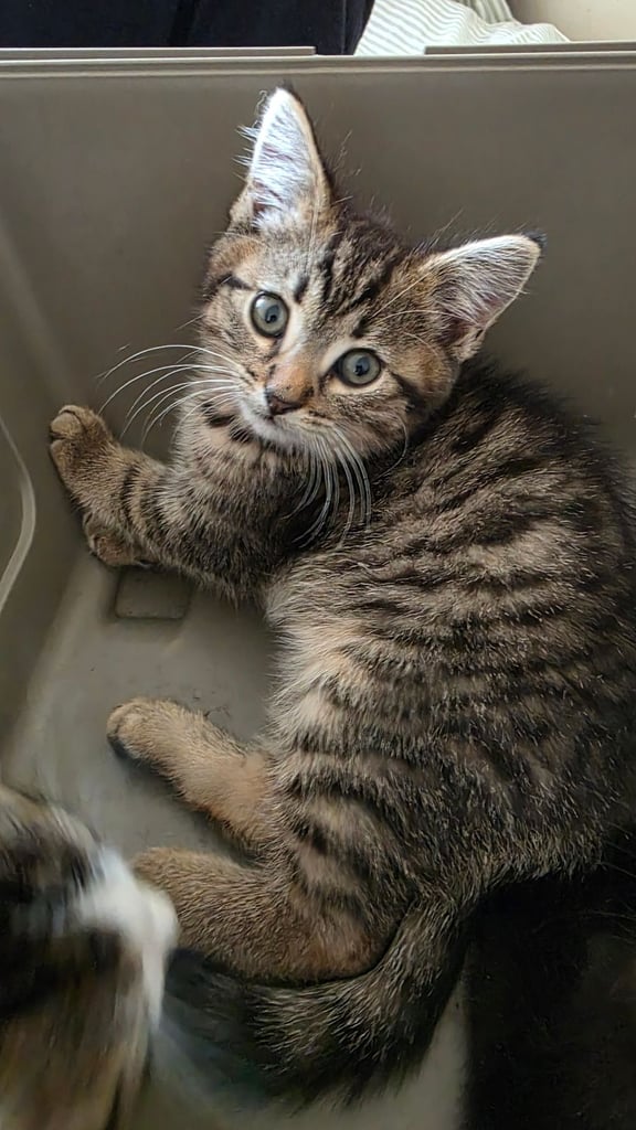 Adorable kittens 