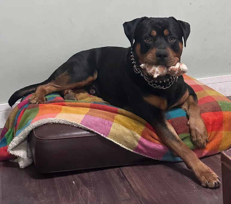 Bruno. Stunning 1yr 8months Rottweiler boy
