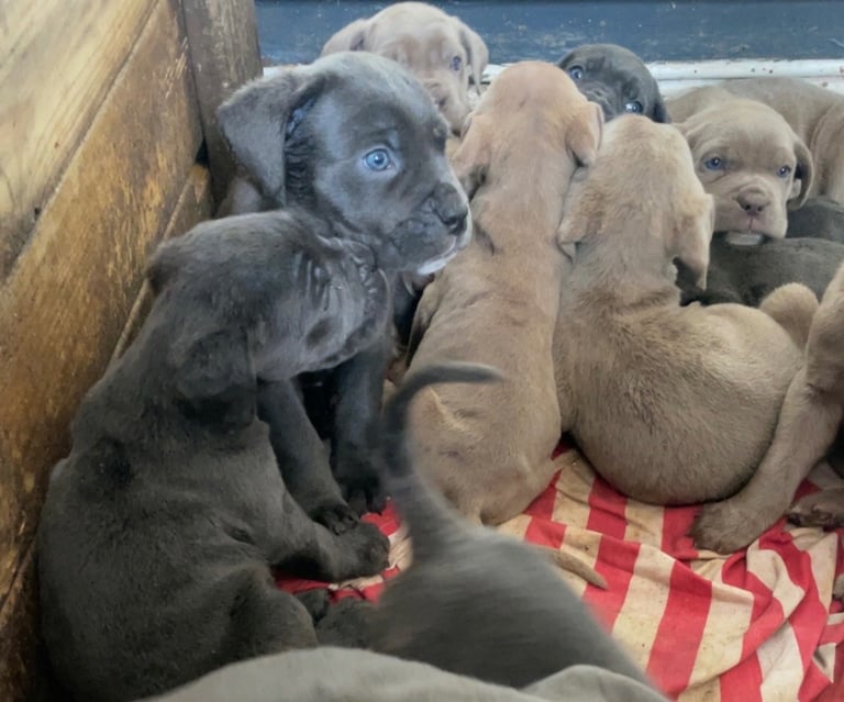 Pure cane corso pups 