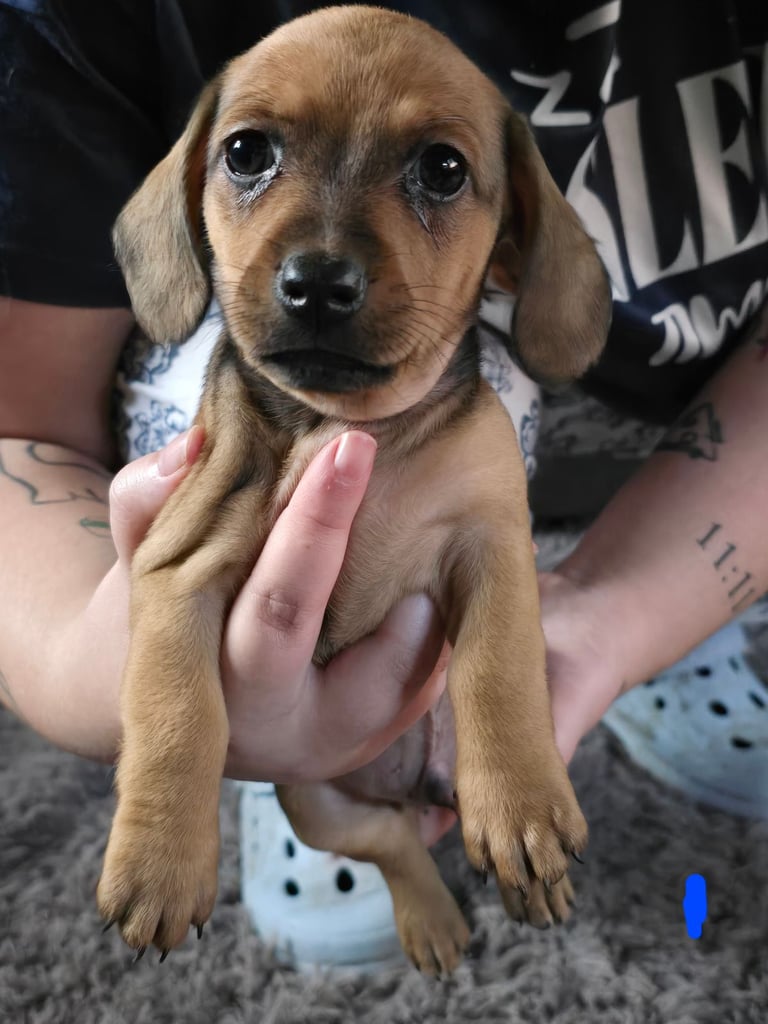 Miniature daushaund x Terrier cross puppies