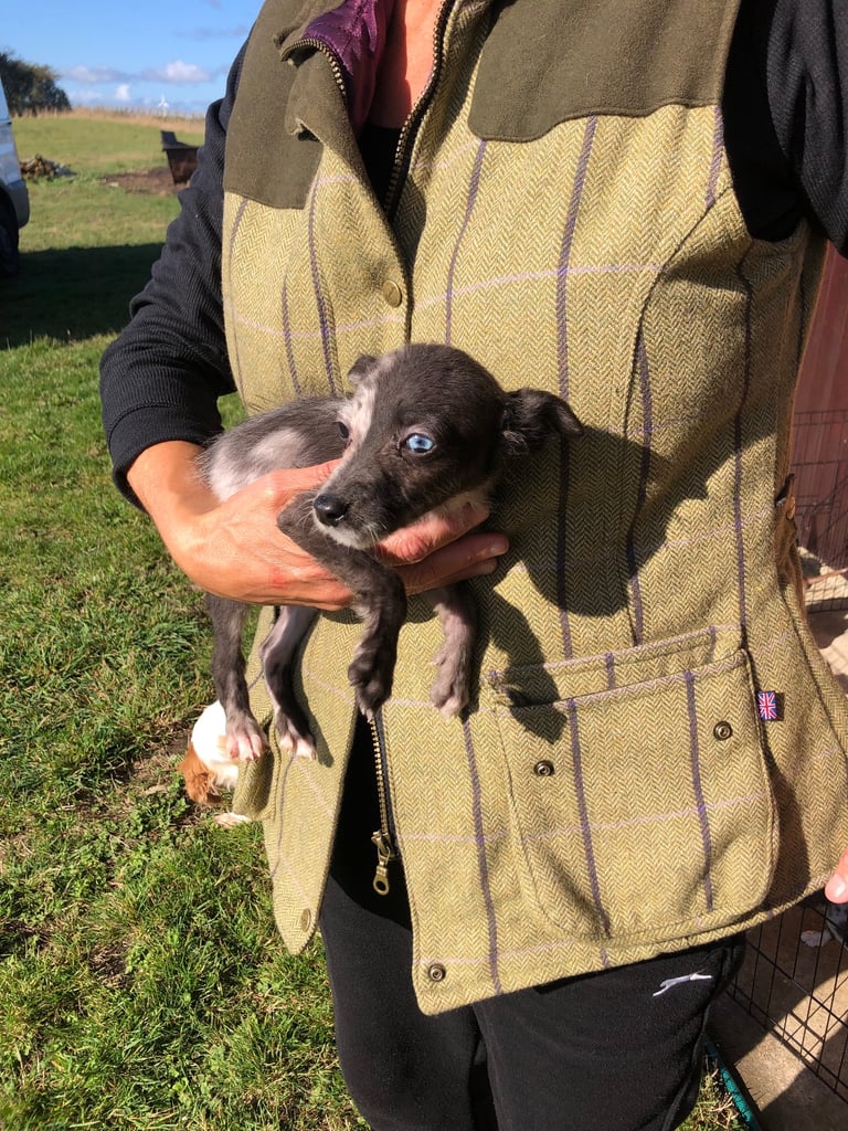 BEDDIPOO pups bedlington X toy poodle  