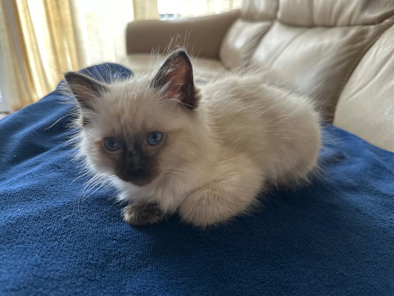 Beautiful male Ragdoll kitten - 8 weeks old