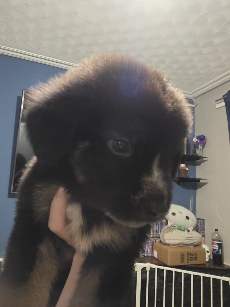 St Bernese mountain dog  X puppies