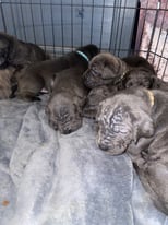 Pure Blue & Grey Cane Corso Puppies Looking For Their Forever Home