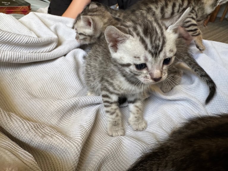 Bengal kittens 