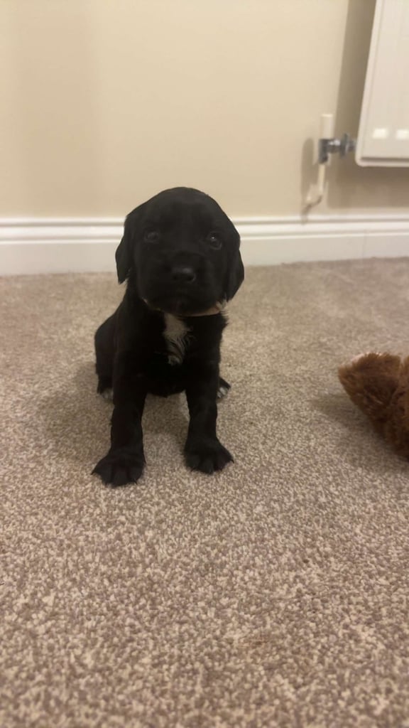Excellent cocker spaniel puppies 🐾