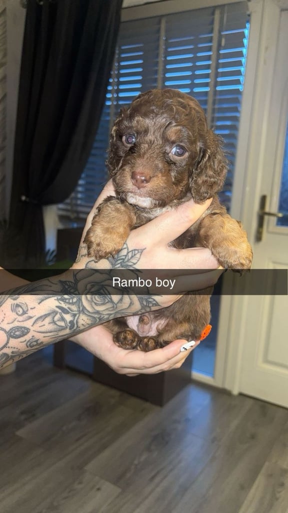 Cockapoo puppies for sale 