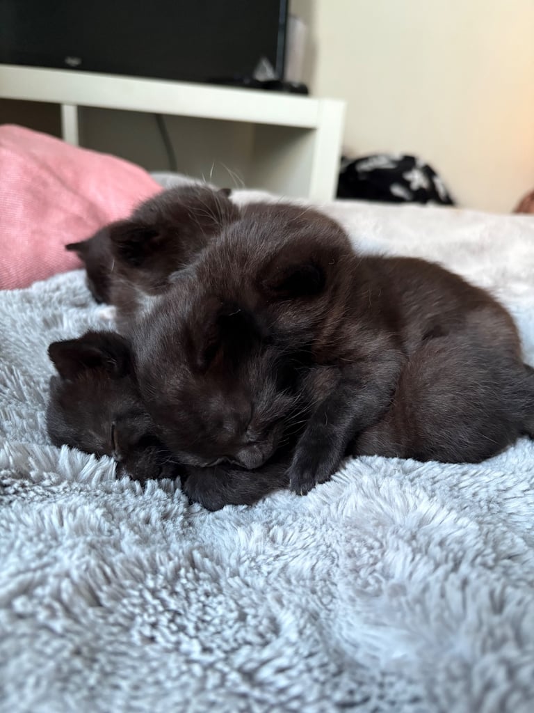 Tuxedo x Ghost Tabby Kittens – 3 Black Girls & 2 Black/White Boys (Fulham)