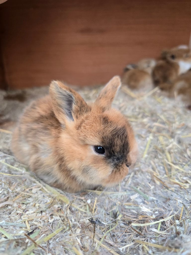 Baby Rabbits Available from 17th Nov 