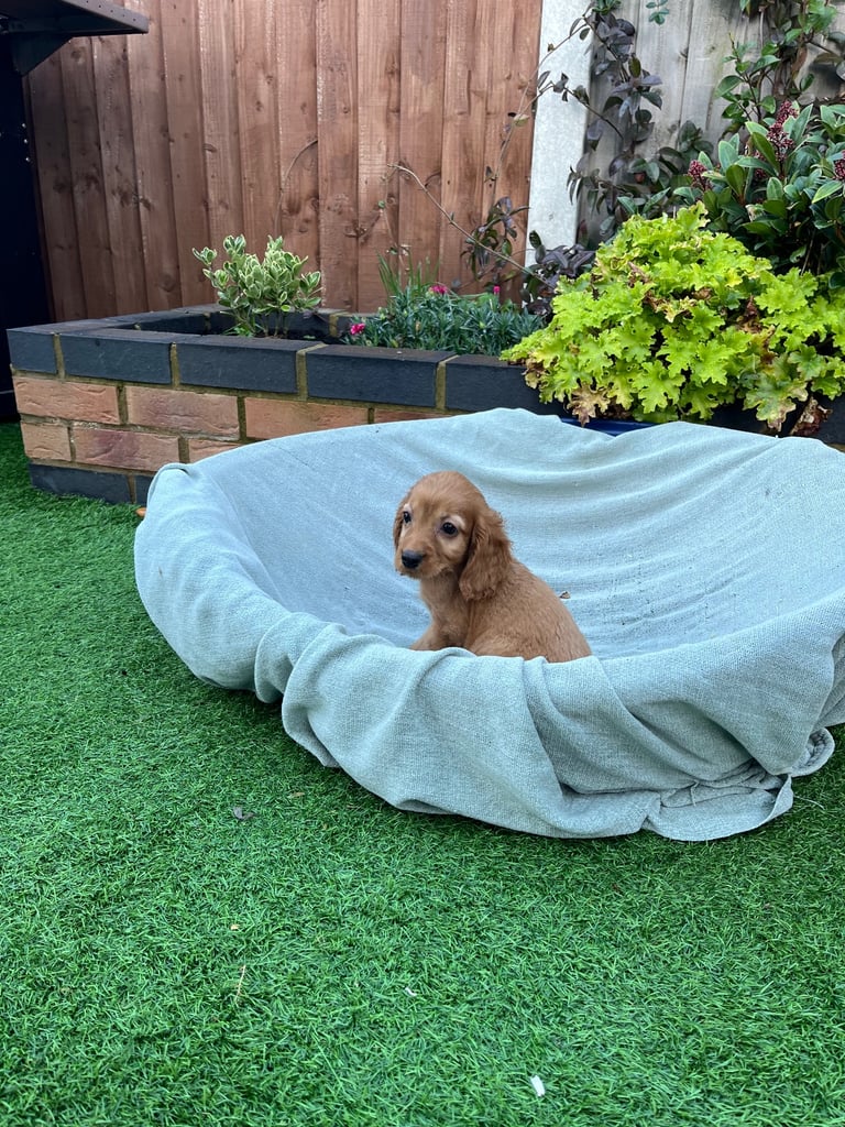 Six beautiful Cocker spaniel puppies