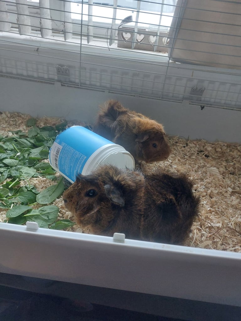 Guinea pigs