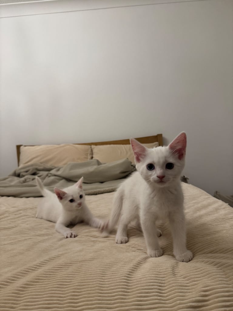 Adorable white kittens looking for their forever home