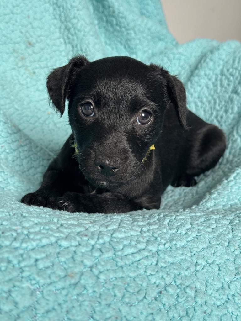 Rough curly coat patterdale puppies