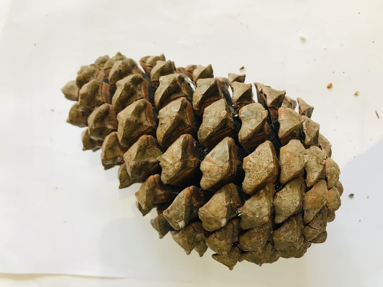 Giant Fir Cones