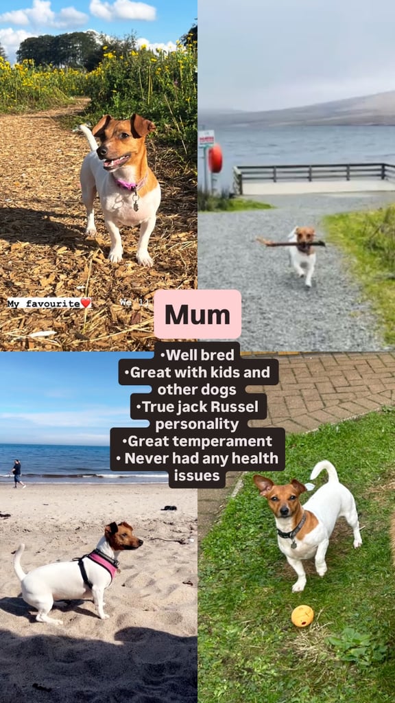 Purebred miniature jack Russel pups
