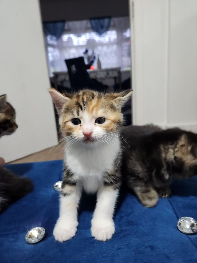 Gorgeous British Kittens For Sale 